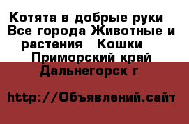 Котята в добрые руки - Все города Животные и растения » Кошки   . Приморский край,Дальнегорск г.